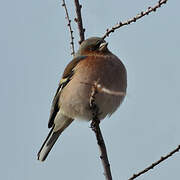 Eurasian Chaffinch