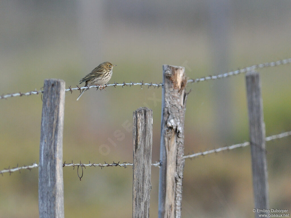 Pipit farlouse