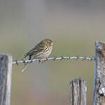 Pipit farlouse
