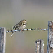 Pipit farlouse