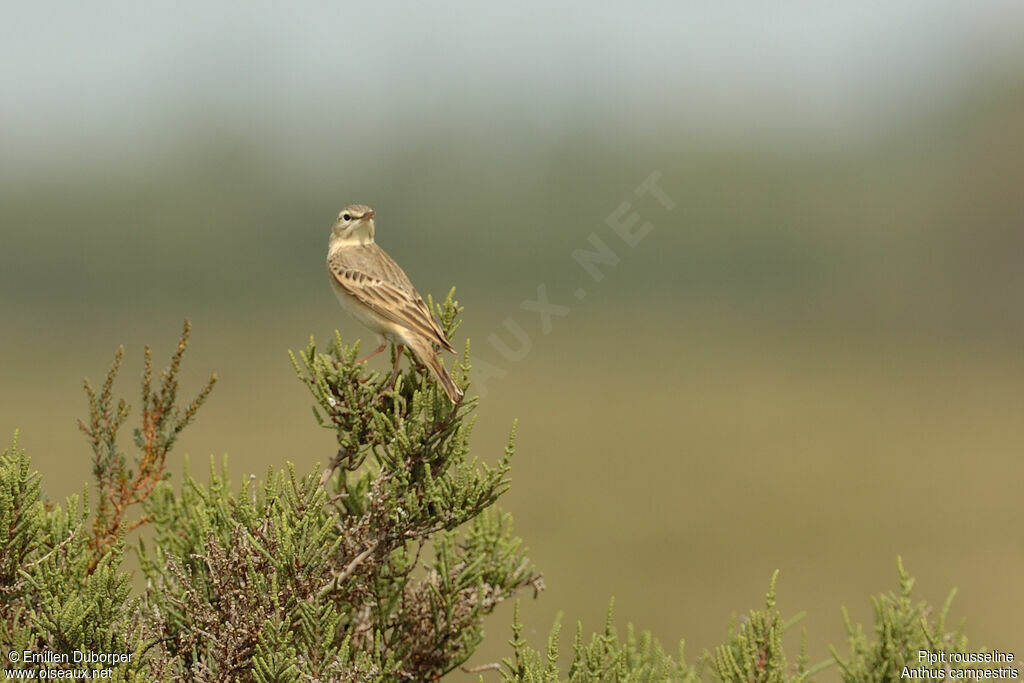 Pipit rousselineadulte, identification