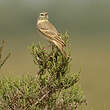 Pipit rousseline