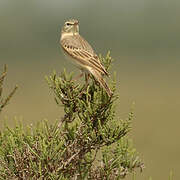 Tawny Pipit