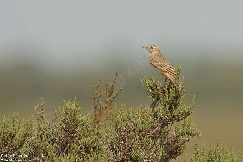 Pipit rousselineadulte, habitat, Comportement