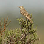 Pipit rousseline