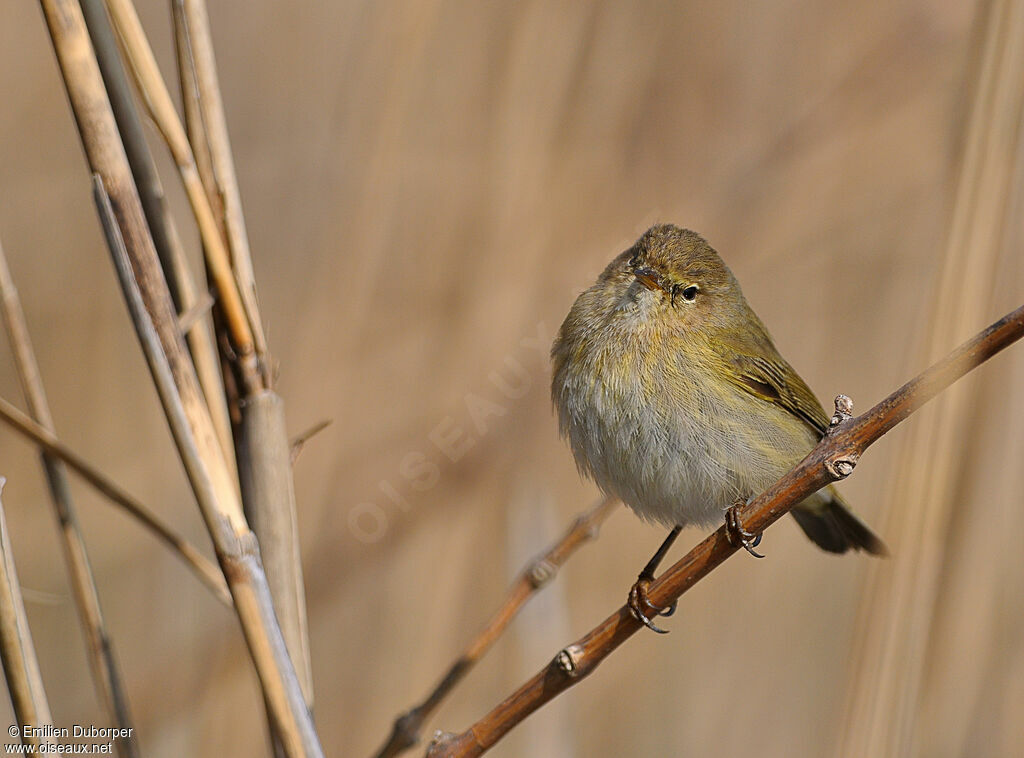 Common Chiffchaff