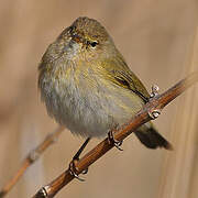 Common Chiffchaff