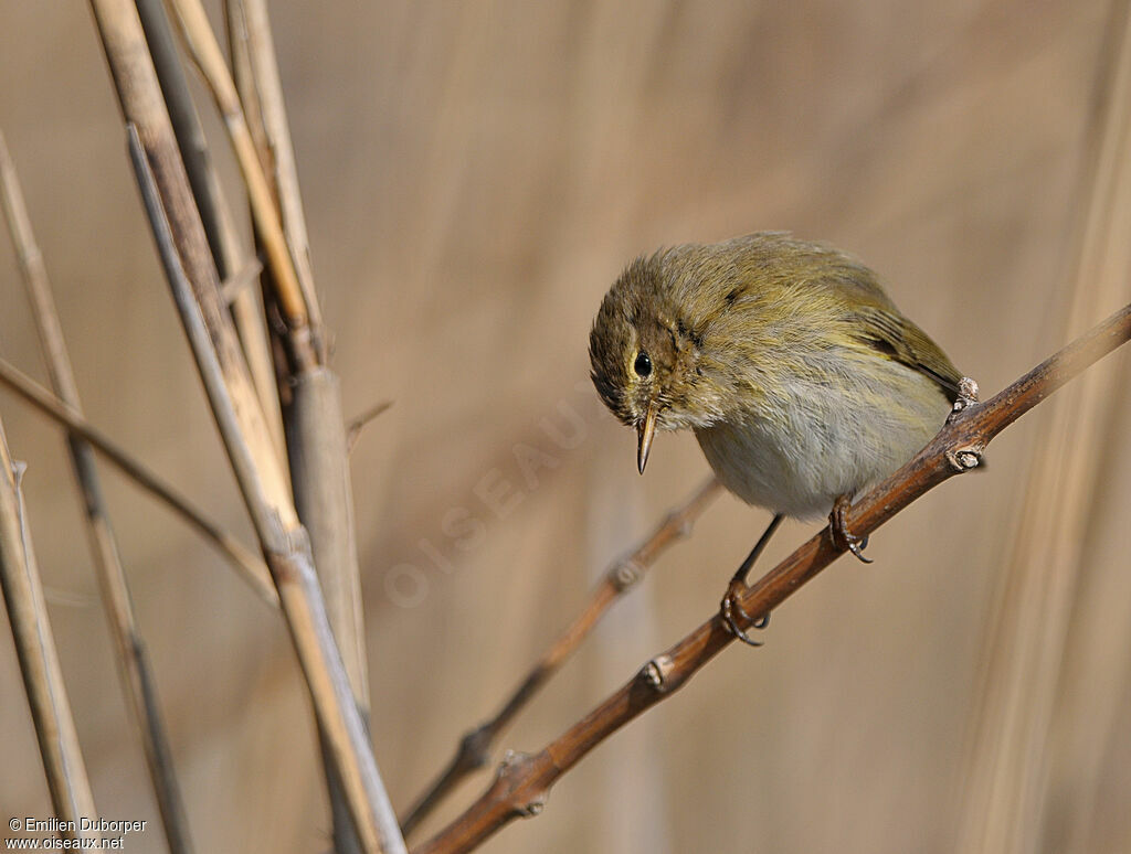 Common Chiffchaff