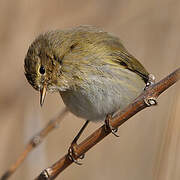 Common Chiffchaff