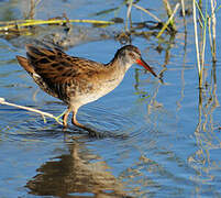 Water Rail