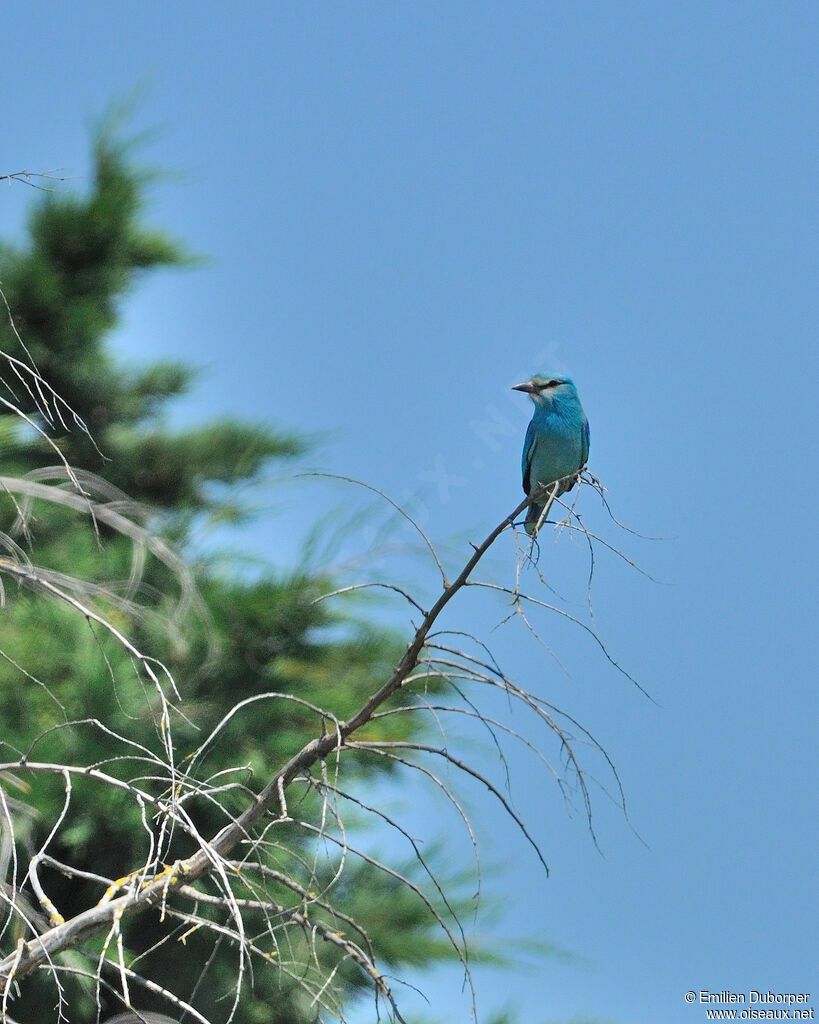 European Roller