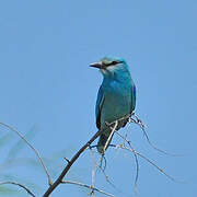 European Roller