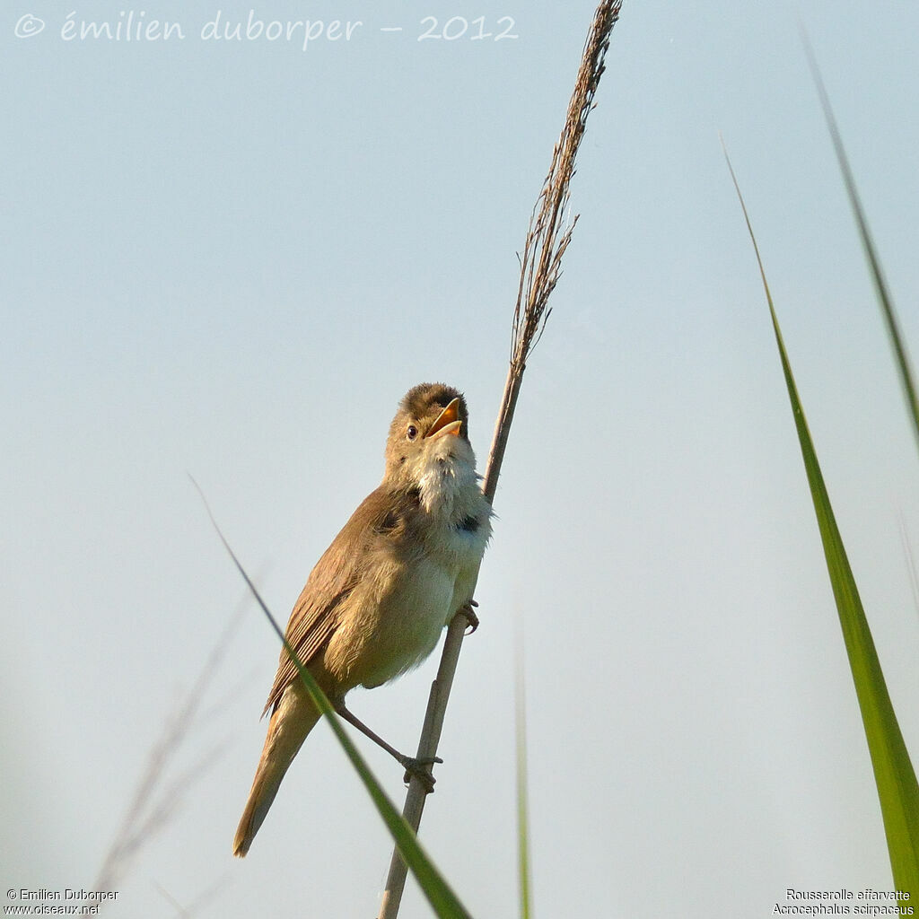 Common Reed Warbleradult, identification, Behaviour