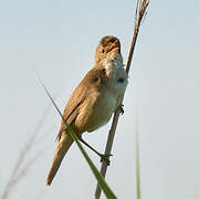 Eurasian Reed Warbler