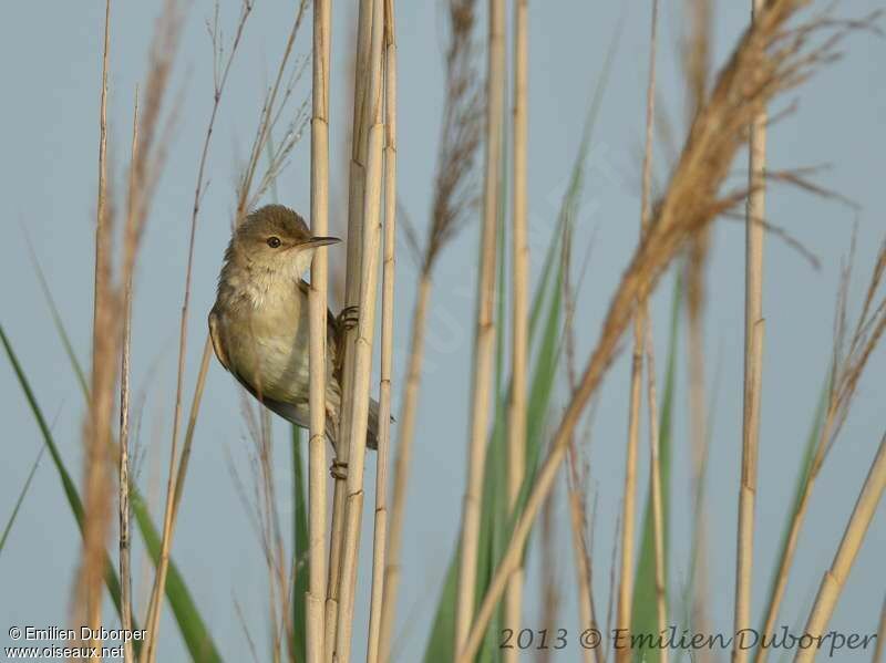 Common Reed Warbler, identification