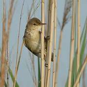 Eurasian Reed Warbler