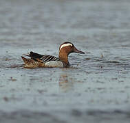 Garganey