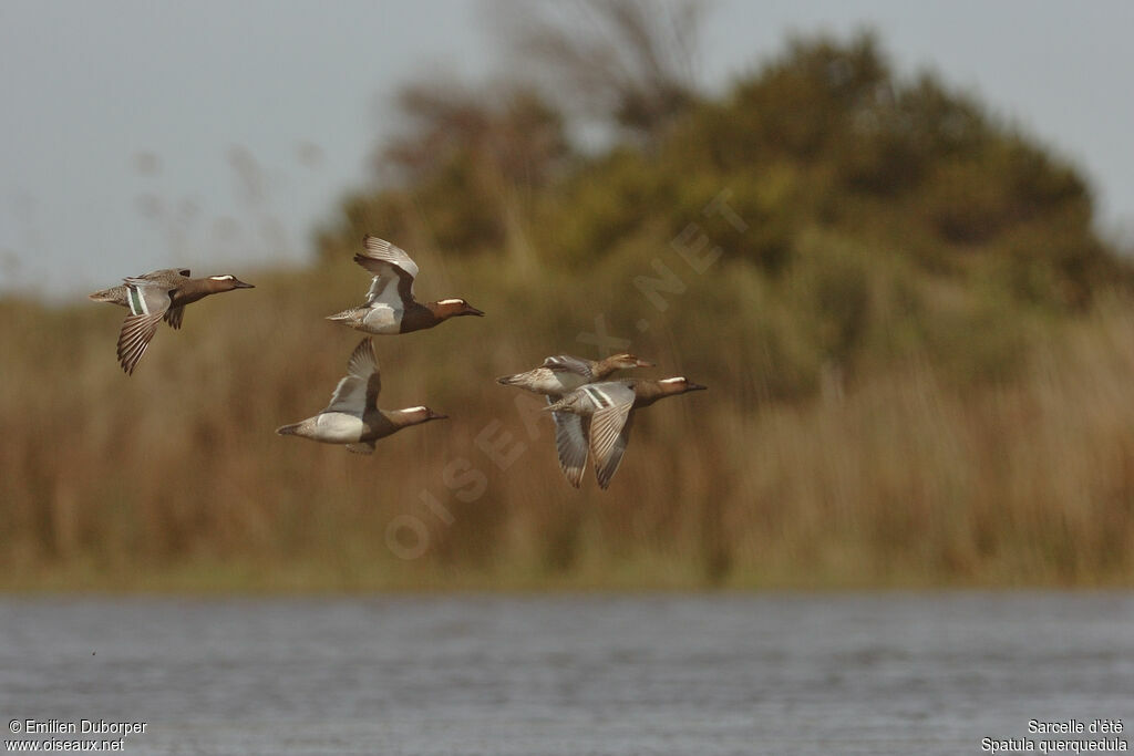 Garganey adult, Flight