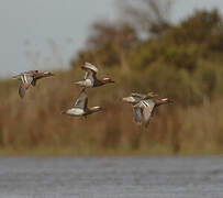 Garganey