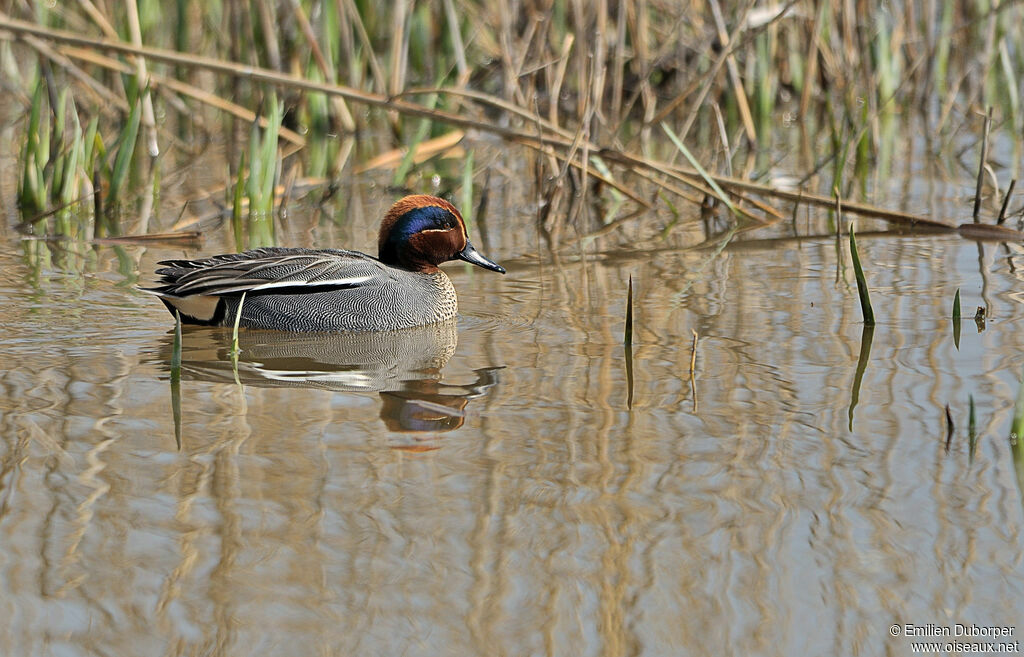 Eurasian Teal male adult