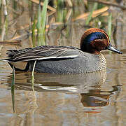 Eurasian Teal