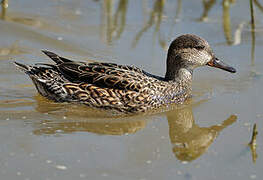 Eurasian Teal