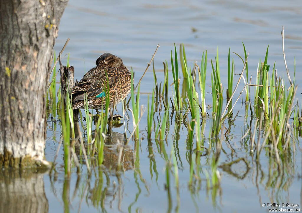 Eurasian Teal female, Behaviour