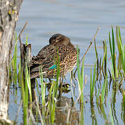 Eurasian Teal