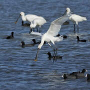 Eurasian Spoonbill