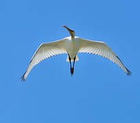 Eurasian Spoonbill