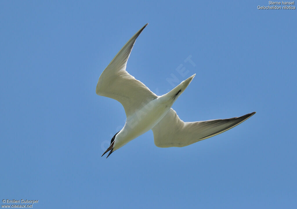 Gull-billed Tern, Flight