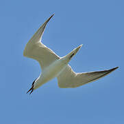 Gull-billed Tern