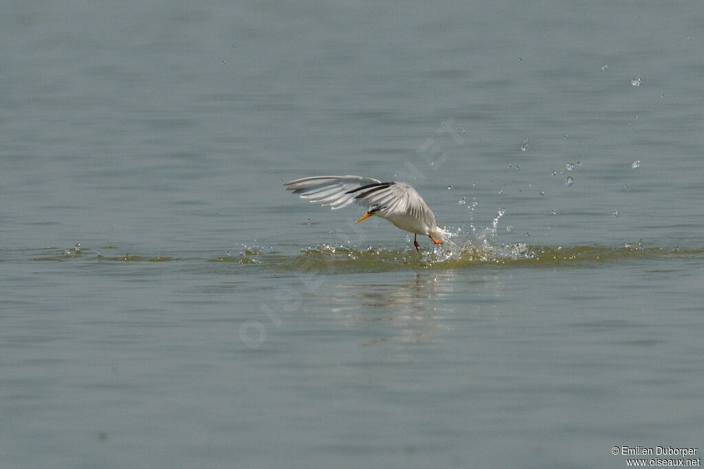 Little Ternadult, Flight