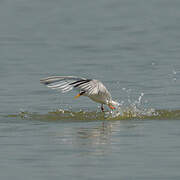 Little Tern