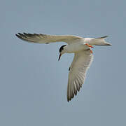 Little Tern