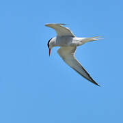 Common Tern