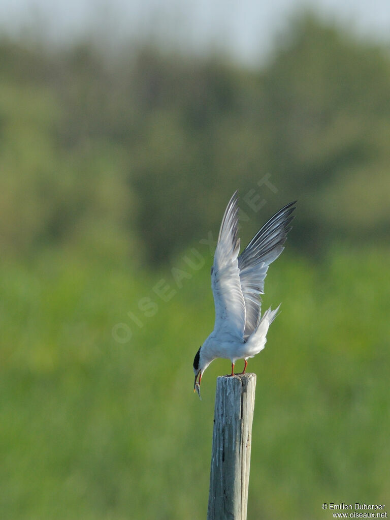 Common Ternadult, Behaviour