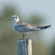 Common Tern