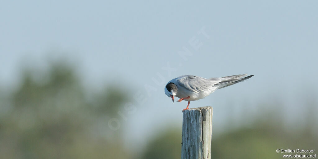 Common Ternadult, Behaviour