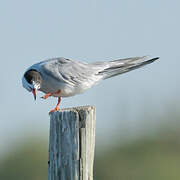 Common Tern