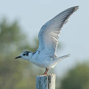 Common Tern