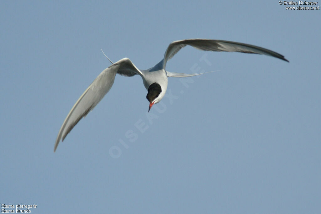 Common Ternadult, Flight