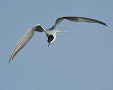 Common Tern