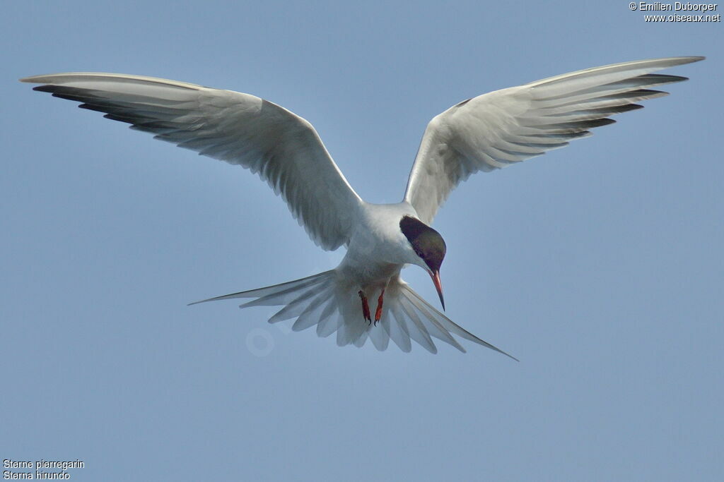 Common Ternadult, Flight