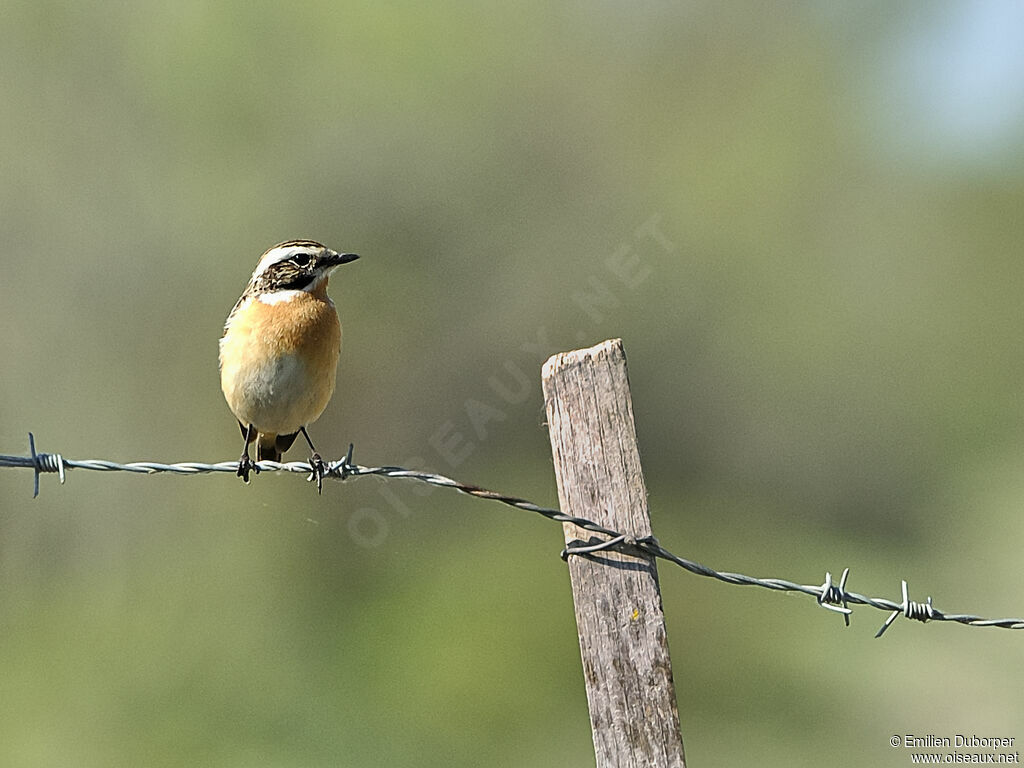 Whinchat