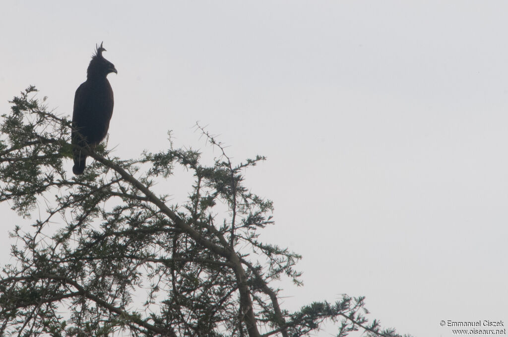 Long-crested Eagle