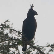 Long-crested Eagle