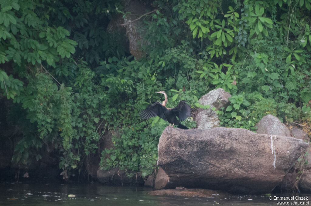 Anhinga d'Afrique