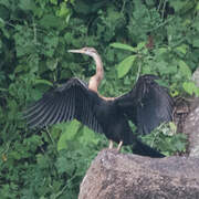 African Darter