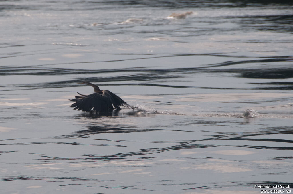 Anhinga d'Afrique, Vol, nage, marche